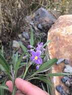 Слика од Solanum nitidum Ruiz & Pav.