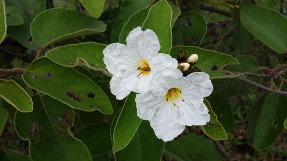 Image de Cordia boissieri A. DC.