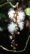 Слика од Barringtonia racemosa (L.) Spreng.