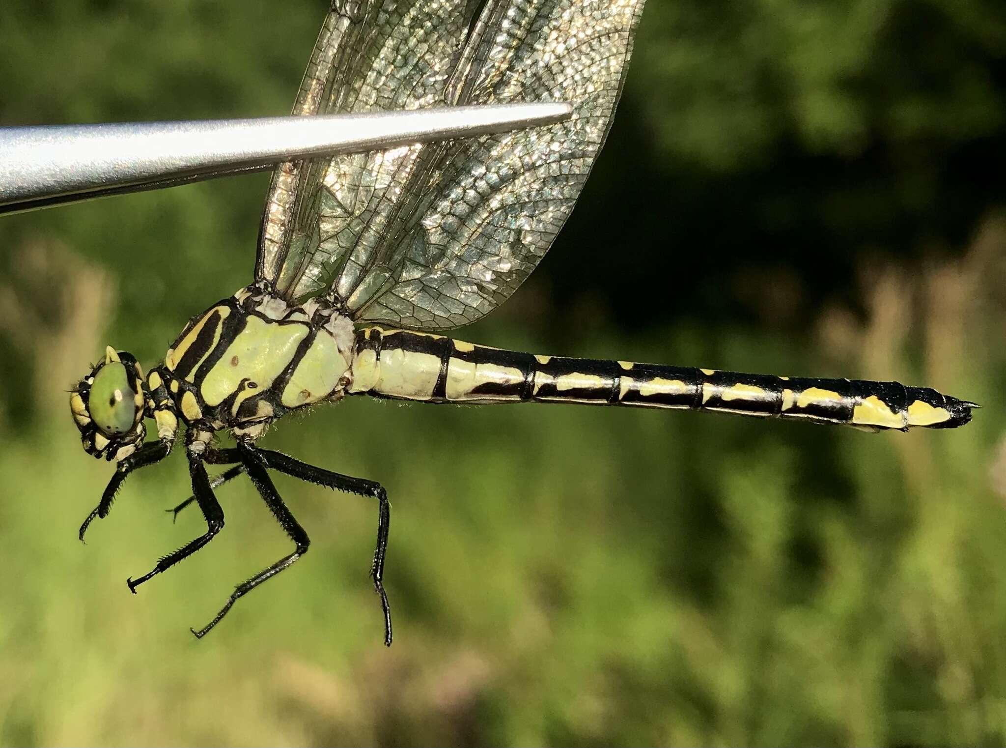 Image of Shaogomphus schmidti (Asahina 1956)