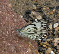 Image of Belenois gidica (Godart (1819))