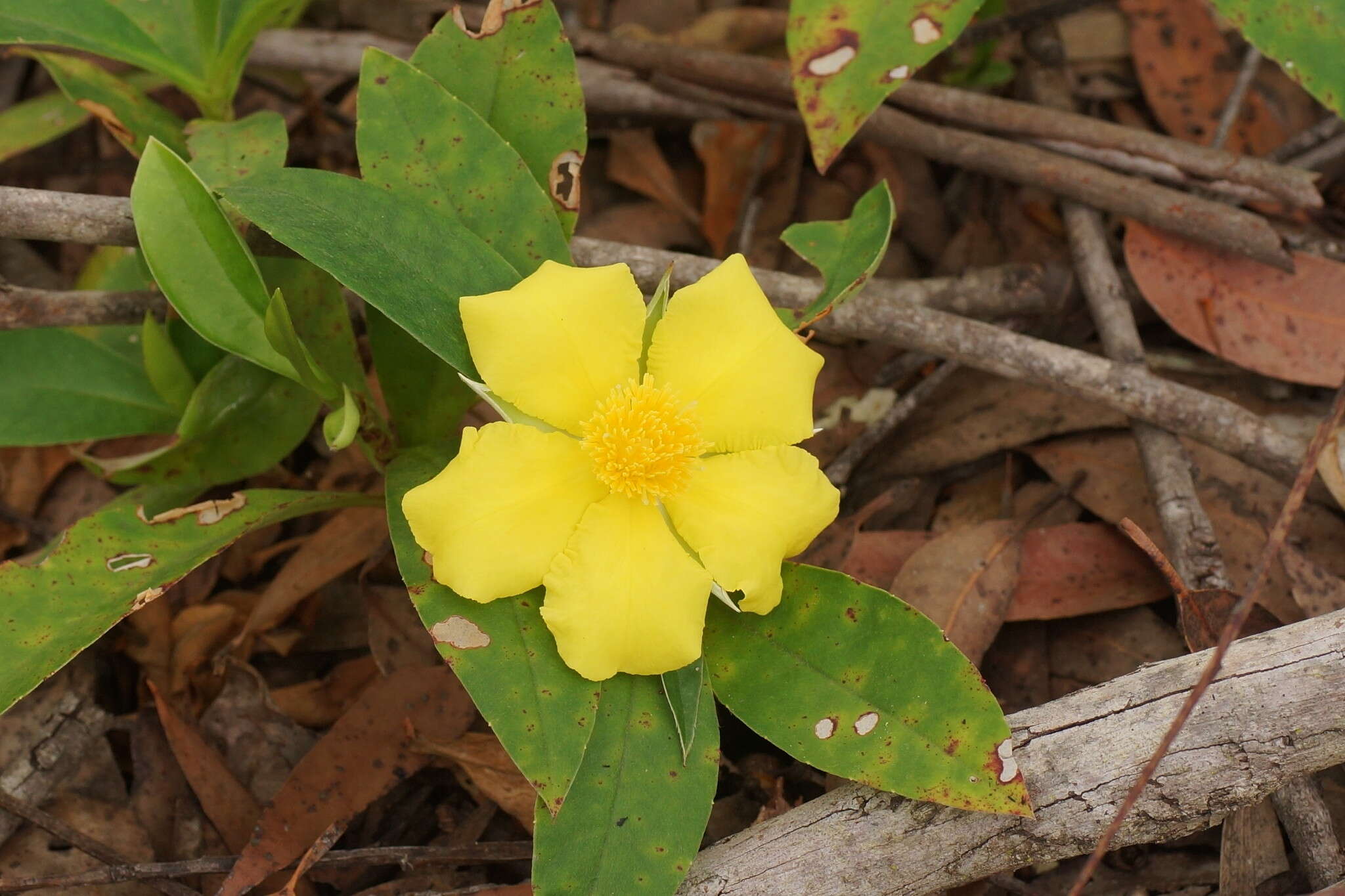 Plancia ëd Hibbertia scandens (Willd.) Gilg