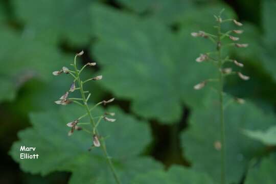 Image of Tiarella stolonifera G. L. Nesom