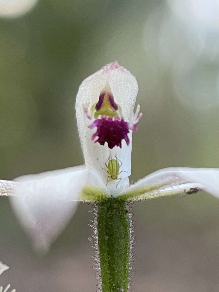 Caladenia clarkiae D. L. Jones resmi