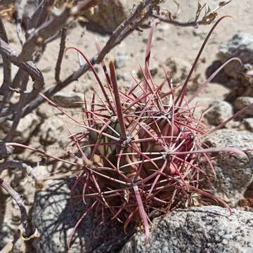 Image of Ferocactus gracilis subsp. tortulispinus