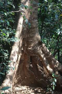 Image of Tetrameles