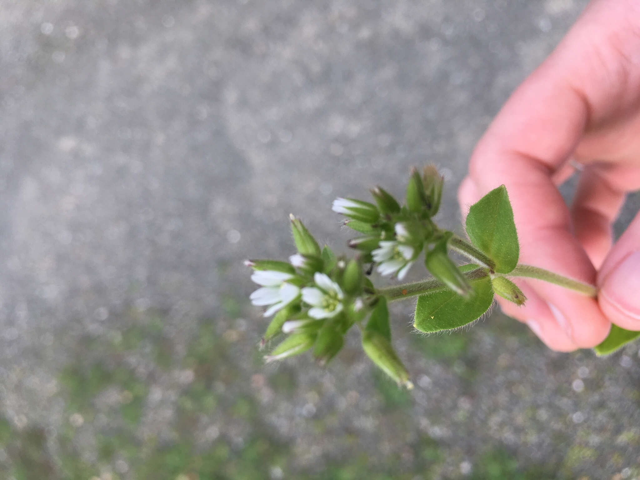 Image of sticky chickweed