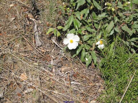 Imagem de Cistus laurifolius L.