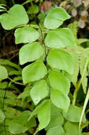 Image of double edge maidenhair