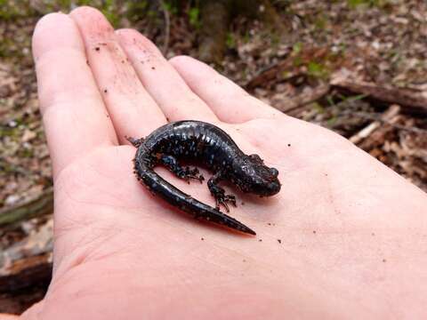 صورة Ambystoma laterale Hallowell 1856