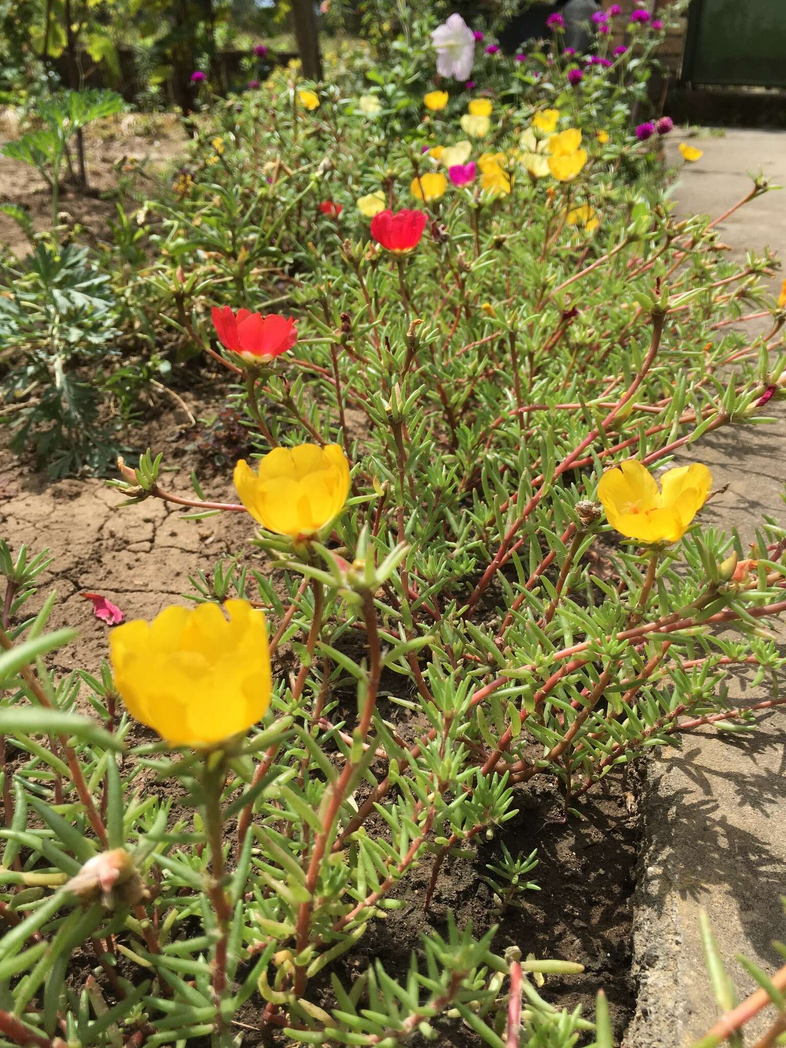 Image of Moss-rose Purslane