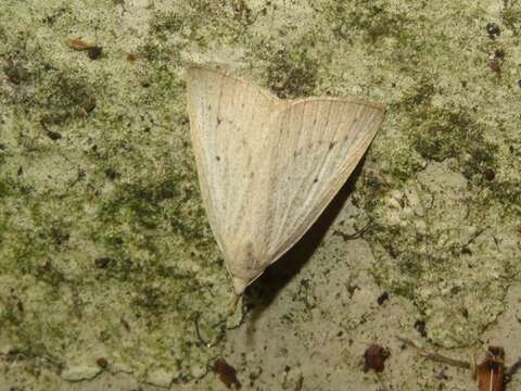 Image of dotted fan-foot