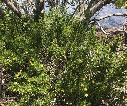 Image of Tree Oxeye