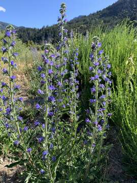 Imagem de Echium vulgare subsp. vulgare