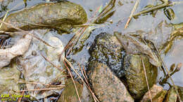 Image of Amur Brown Frog. Han-Guk-San-Gae-Gu-Ri