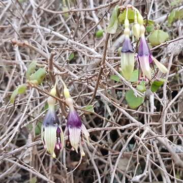 Image of Fuchsia perscandens Cockayne & Allan