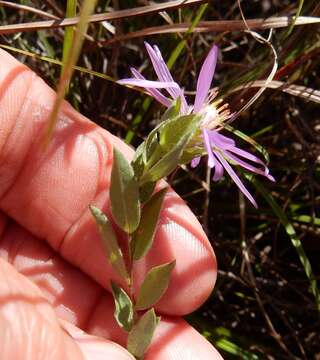 Image of barrens silky aster