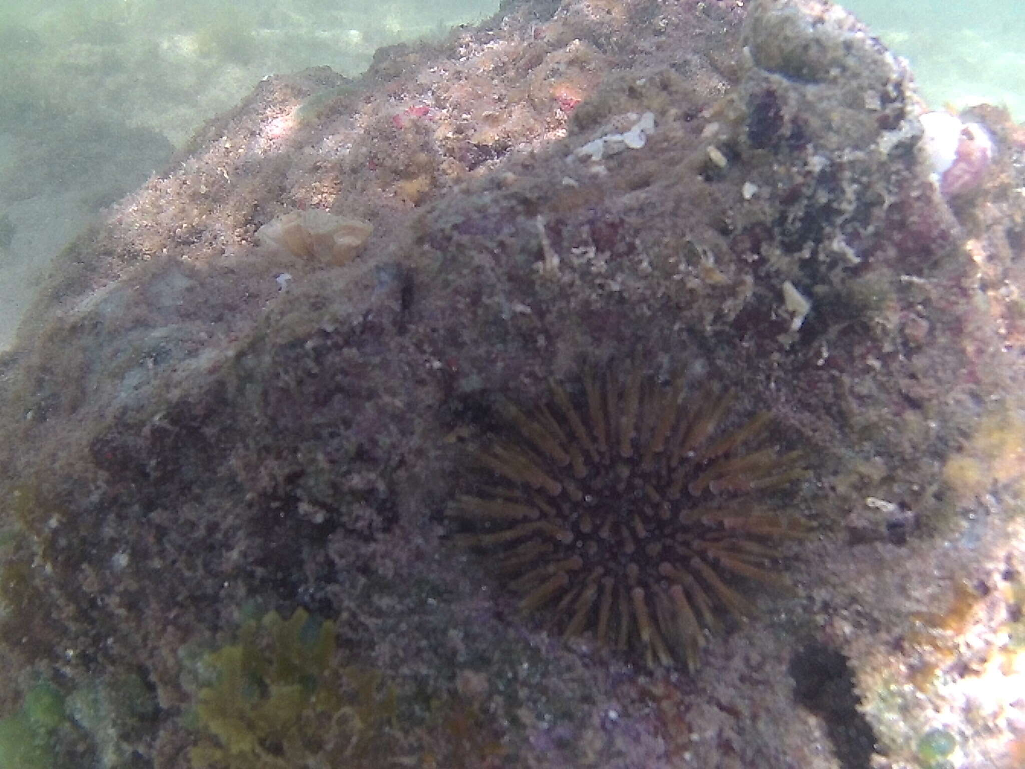 Image of reef urchin