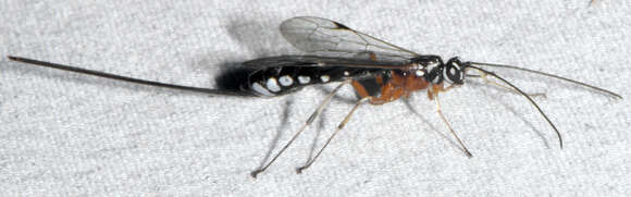 Image of Rhyssella humida (Say 1835)