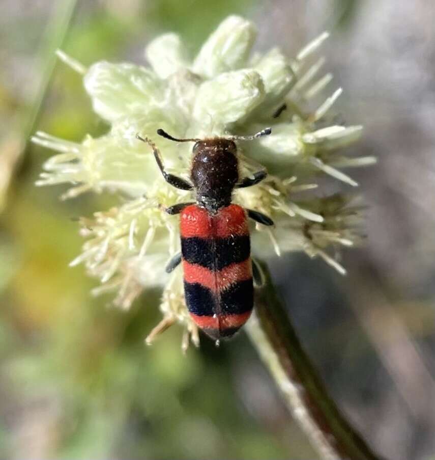 Image of Trichodes apivorus Germar 1824