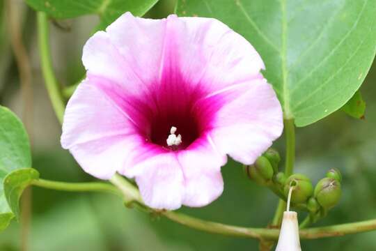 Ipomoea abrupta R. Br.的圖片