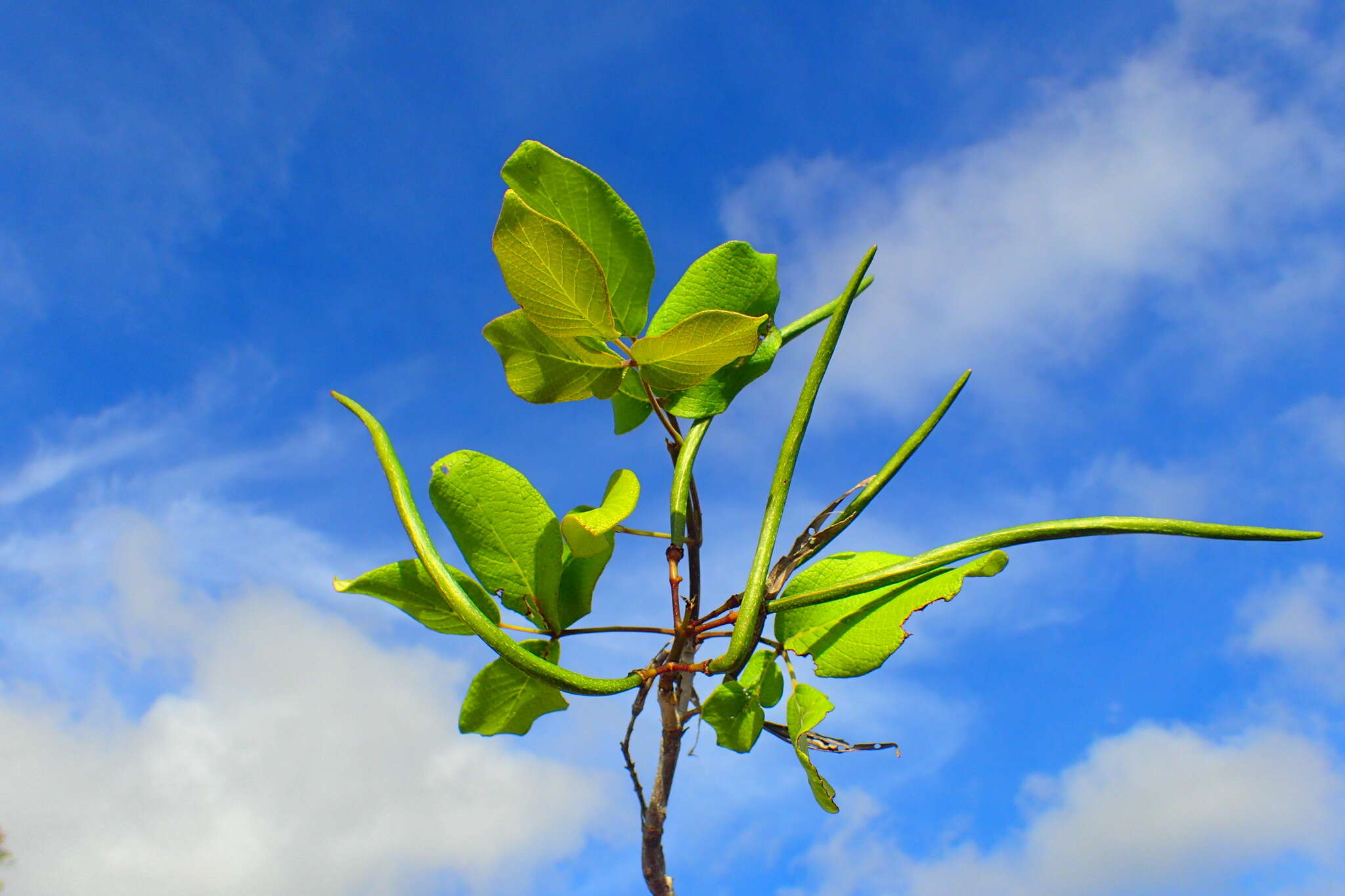 Image of Stereospermum longiflorum Capuron