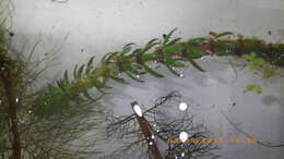 Myriophyllum heterophyllum Michx. resmi