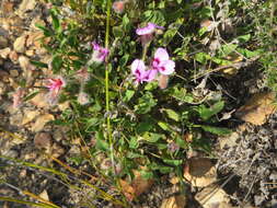 Imagem de Pelargonium ovale subsp. veronicifolium (Eckl. & Zeyh.) L. Hugo