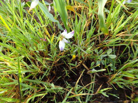 Image of Astragalus claranus Jeps.