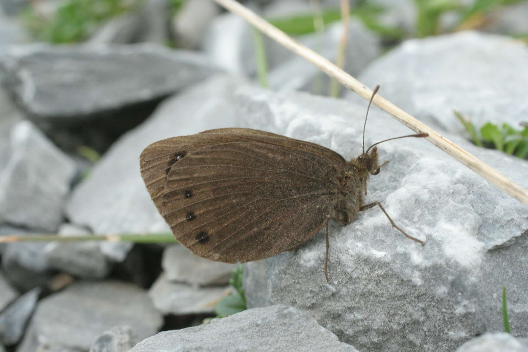 Image of Lefèbvre’s Ringlet