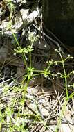 Plancia ëd Galium orizabense subsp. laevicaule (Weath. & Blake) Dempster