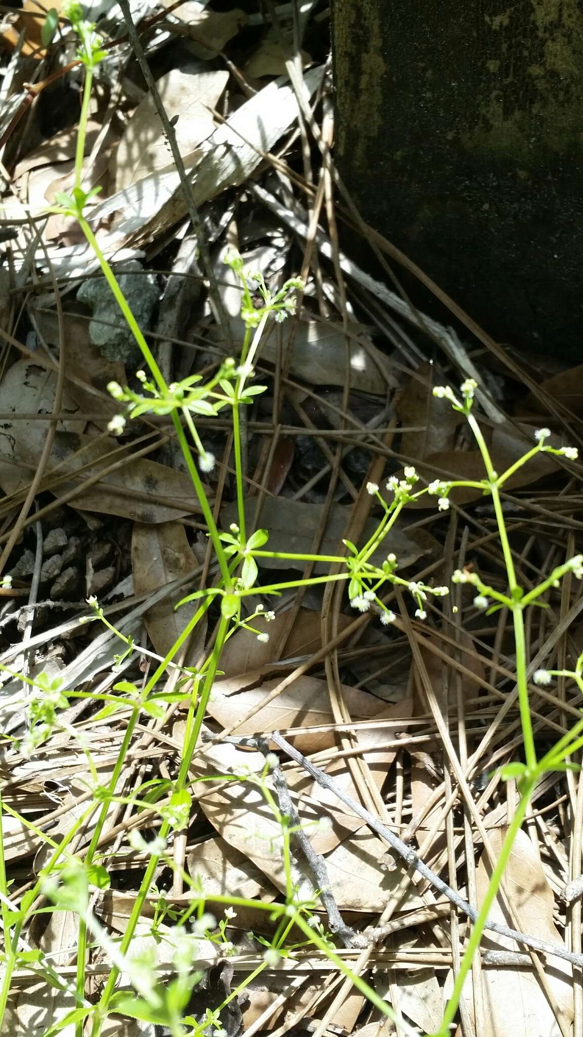 Plancia ëd Galium orizabense subsp. laevicaule (Weath. & Blake) Dempster