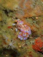 Image of Sea slug