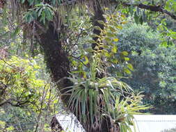 Image of Tillandsia oerstediana L. B. Sm.