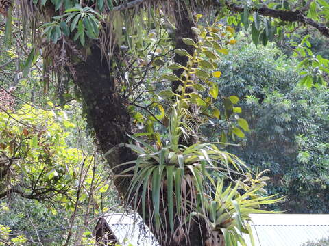 Imagem de Tillandsia oerstediana L. B. Sm.