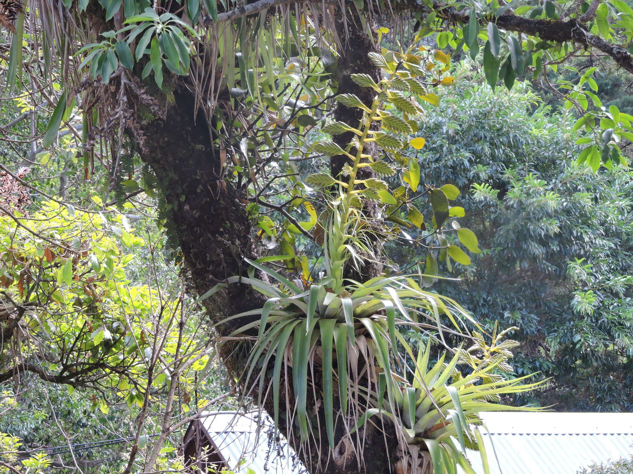 Image of Tillandsia oerstediana L. B. Sm.