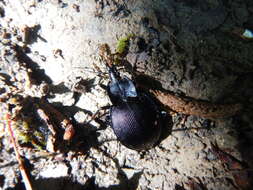 Image of Scaphinotus (Scaphinotus) parisiana Allen & Carlton 1988