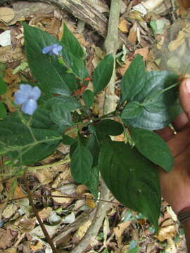 Image de Eranthemum capense L.