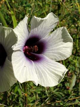 Imagem de Hibiscus cannabinus L.