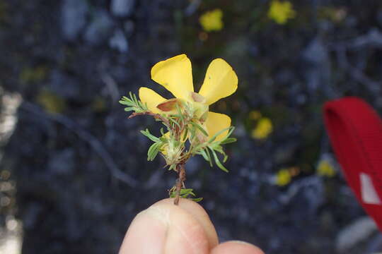 Image of Hibbertia procumbens (Labill.) DC.