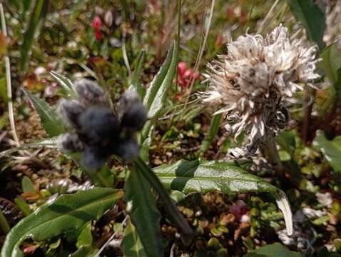 Image of Saussurea tilesii (Ledeb.) Ledeb.