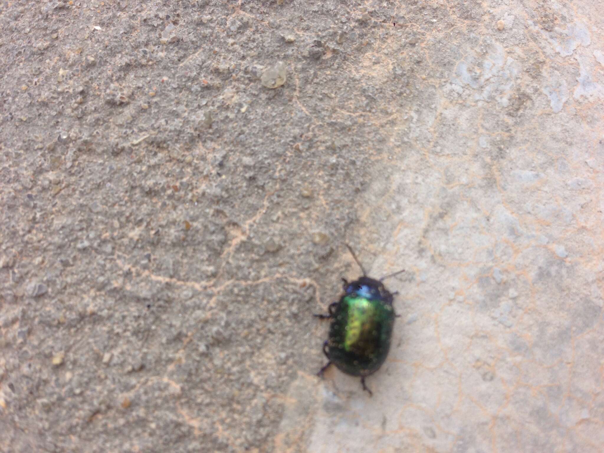 Image of <i>Chrysolina bicolor</i>