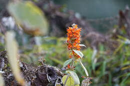 Image of Colquhounia coccinea Wall.