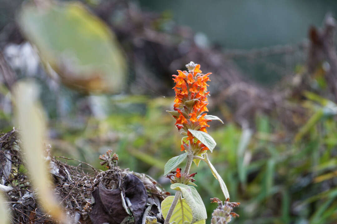 Image of Colquhounia coccinea Wall.