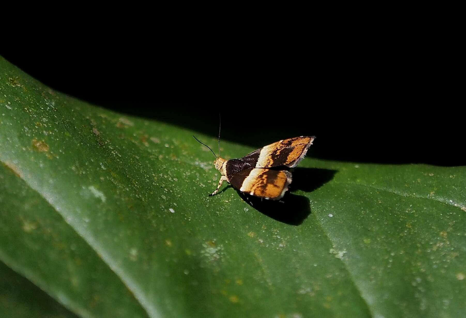 Image of Choreutis argyroxantha Meyrick 1938