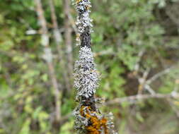 Image of rosette lichen