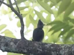 Image of Grey-and-buff Woodpecker