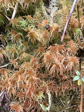 Image of Junghuhn's sphagnum