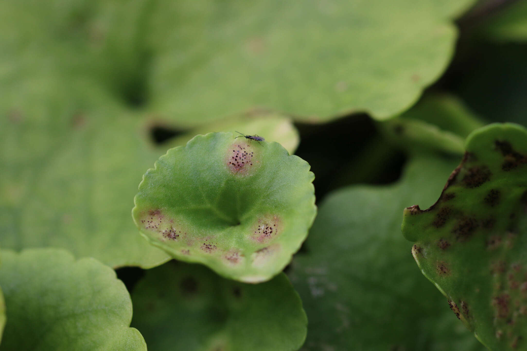 Image of Puccinia umbilici Guépin 1830