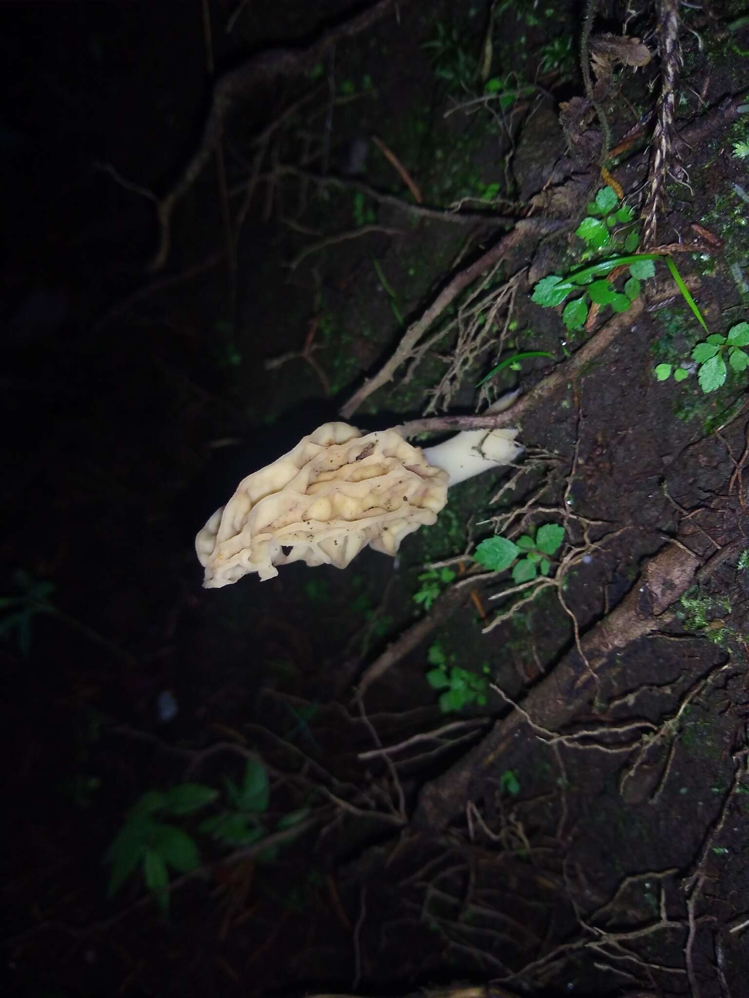 Image of Morchella herediana L. D. Gómez 1971